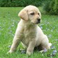 una flor el labrador retriever